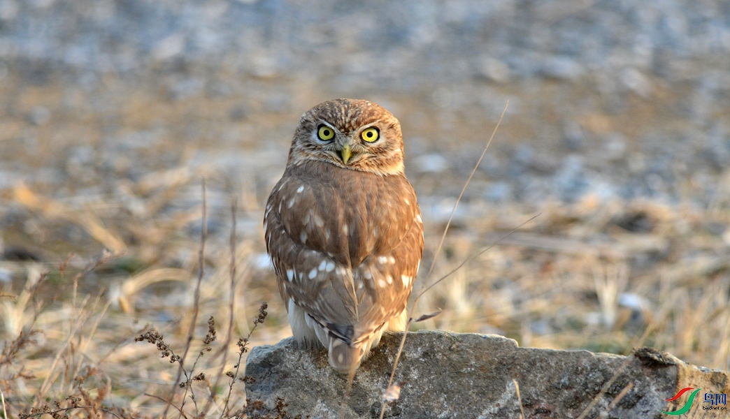 DSC_6027_����.jpg