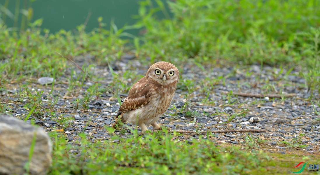 DSC_7116_����.jpg