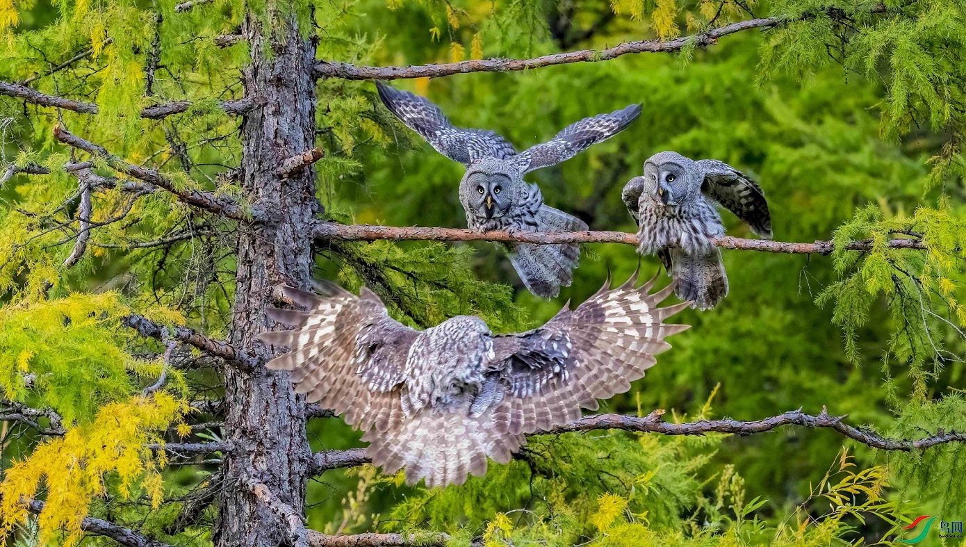 ��ĸ����