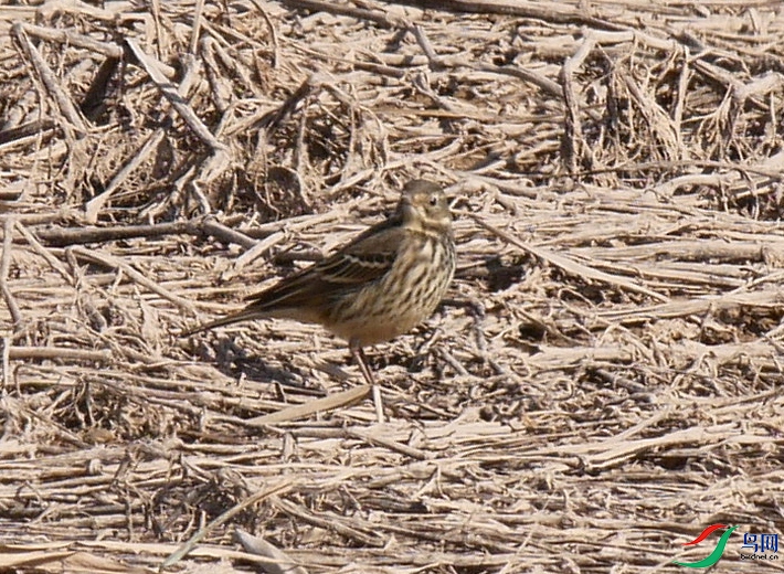 P7600207 - ����.JPG