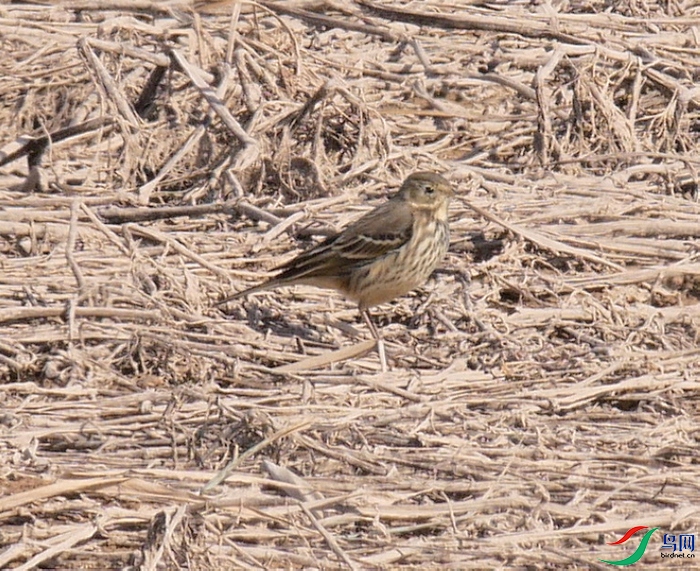 P7600217 - ����.JPG