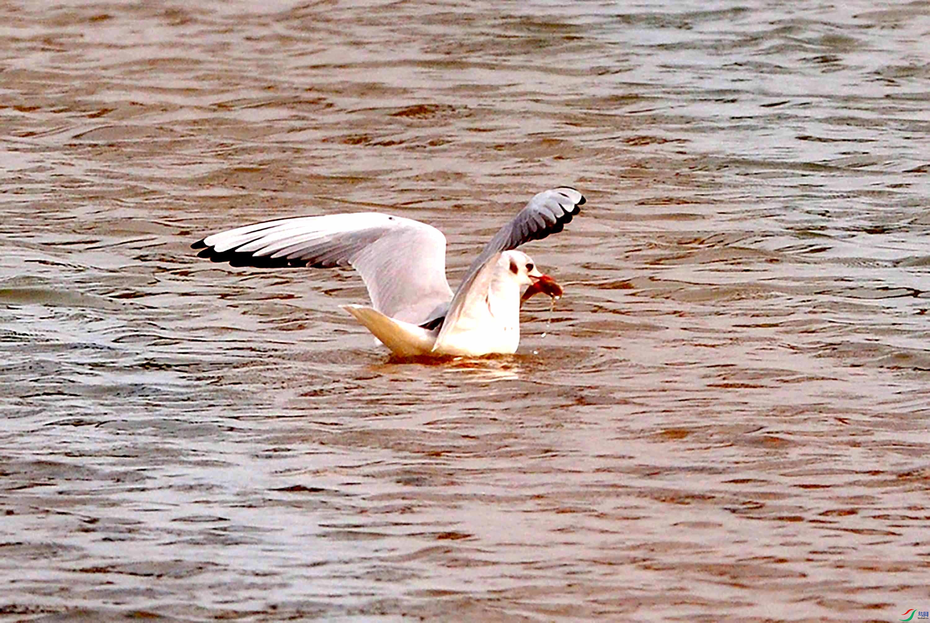 一组红嘴海鸥吃鱼摄于北京