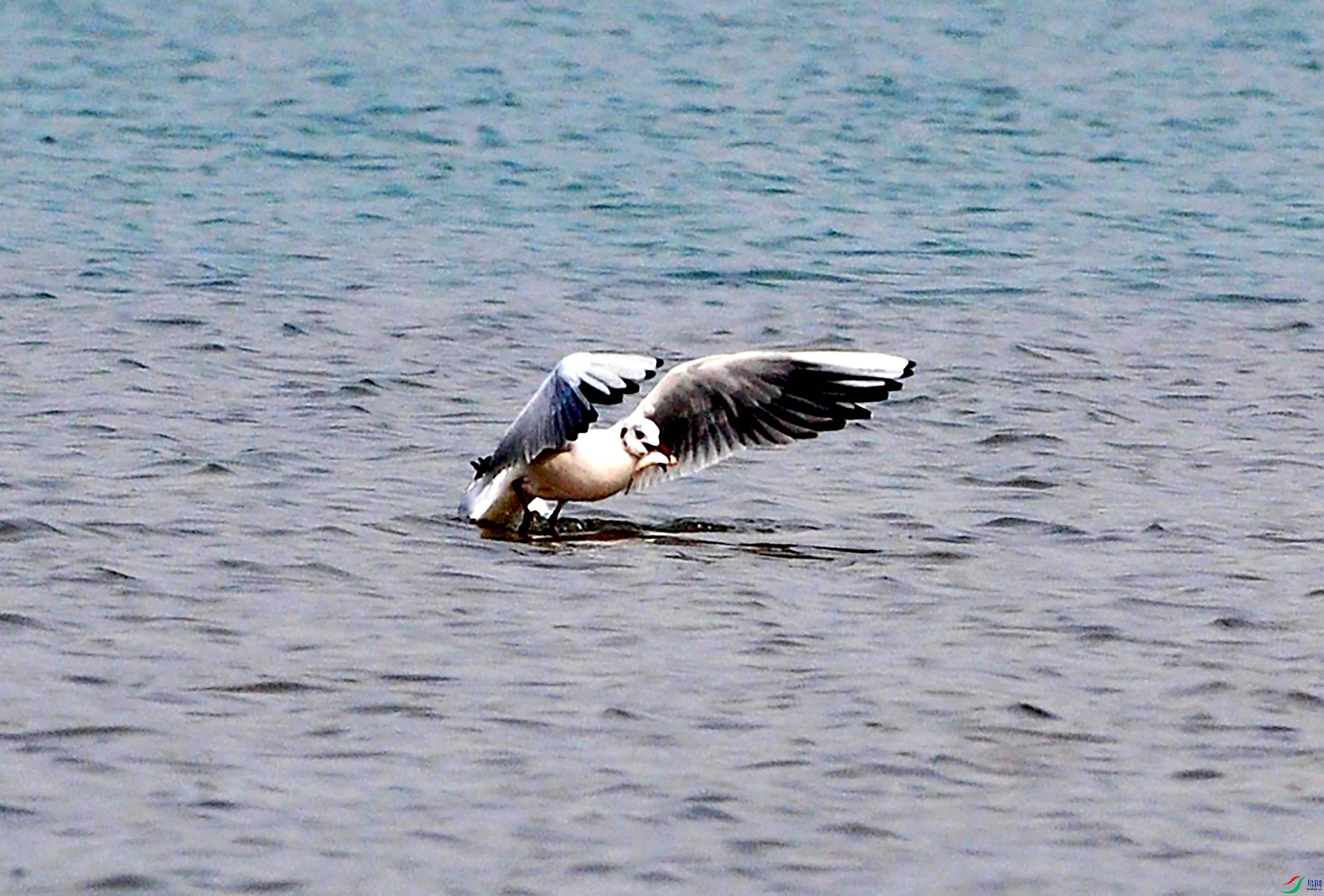 一组红嘴海鸥吃鱼摄于北京