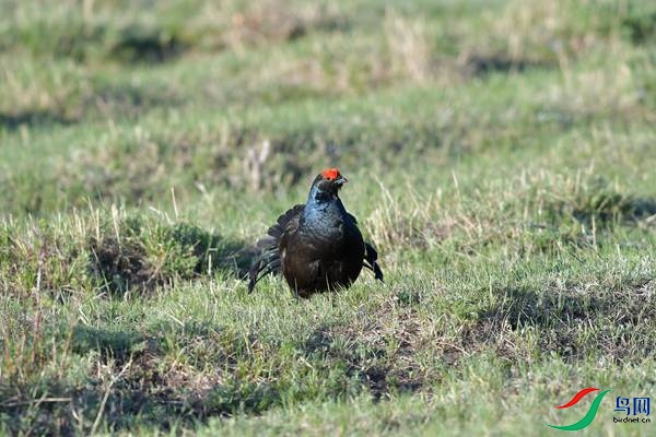 DSC_2394.jpg