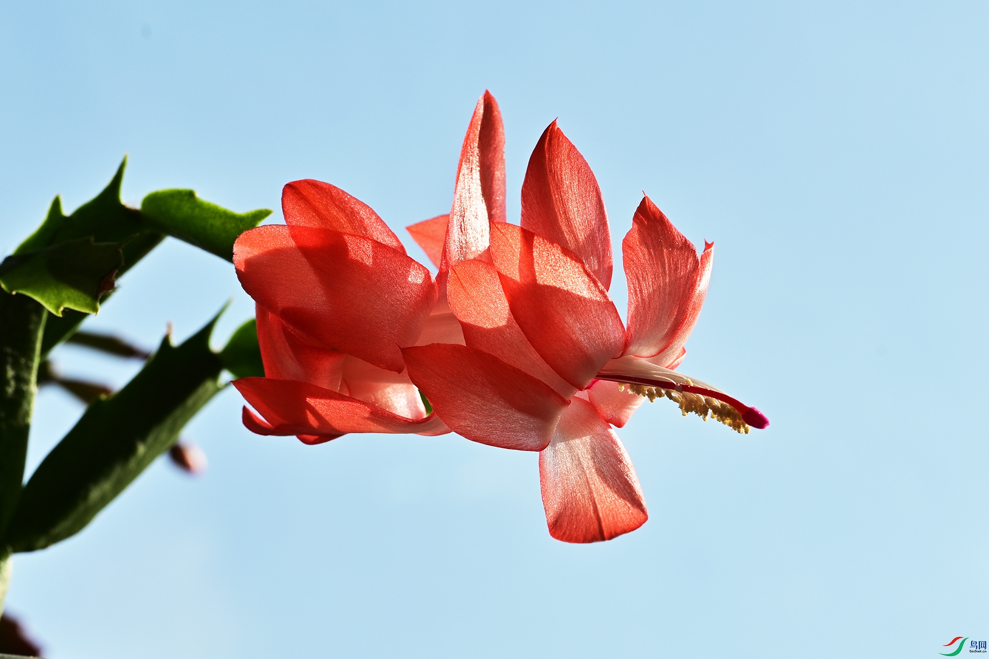 DSC_6468.jpg