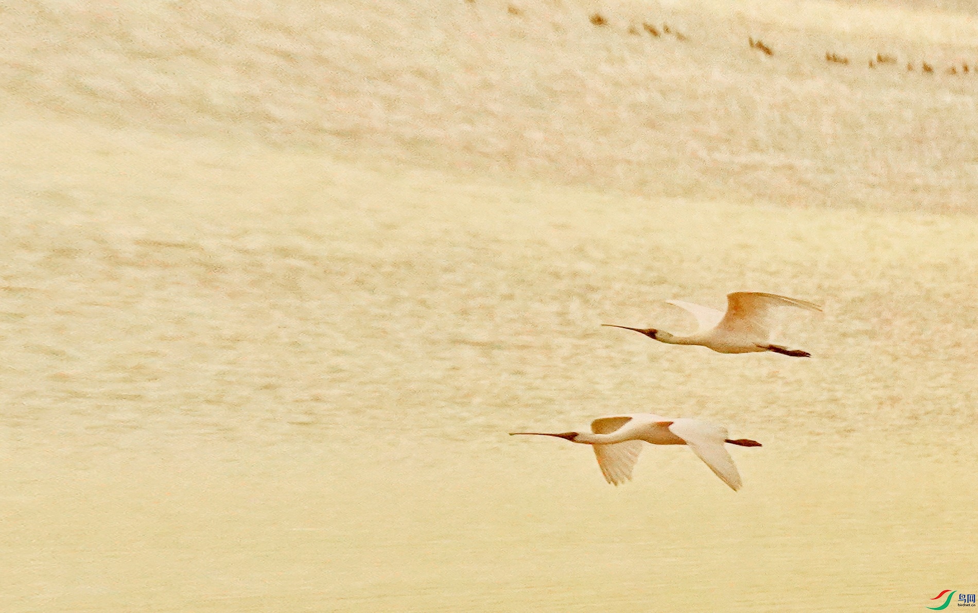 �����߹�����