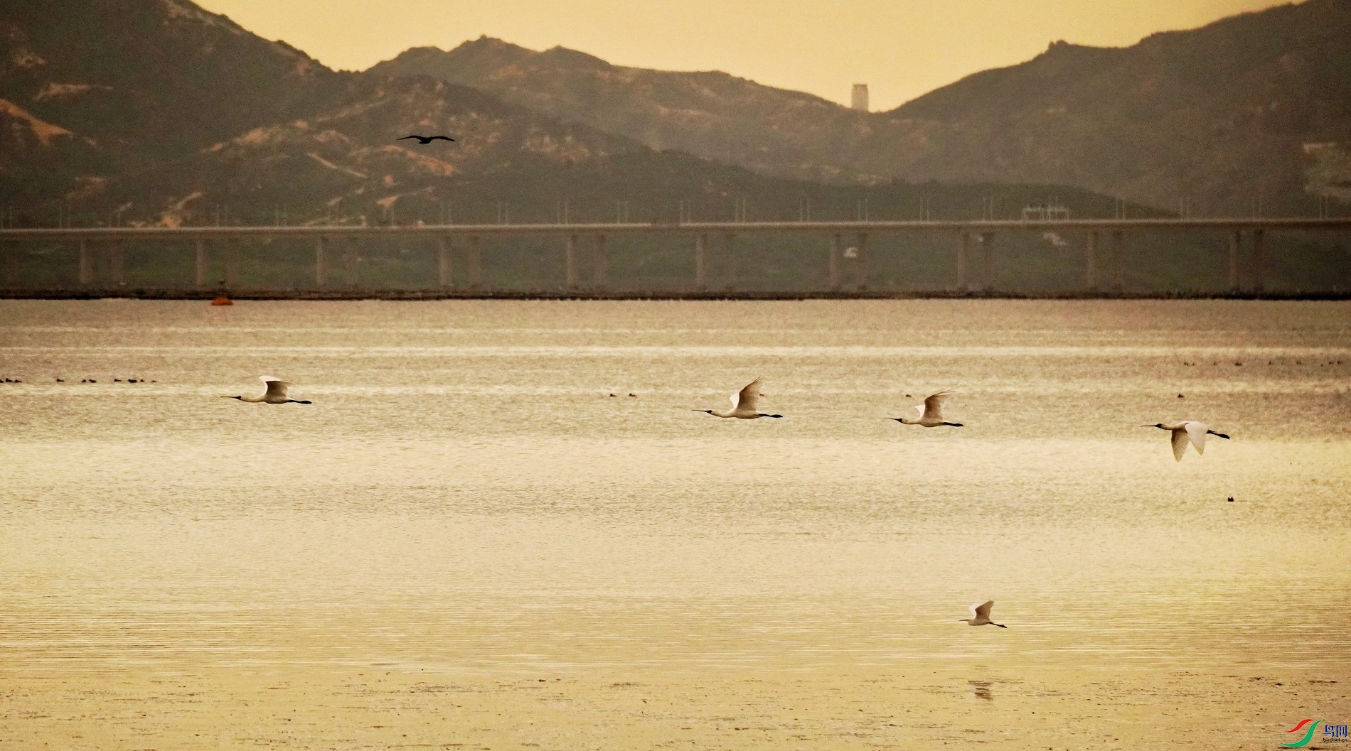 �������Ϸɡ�