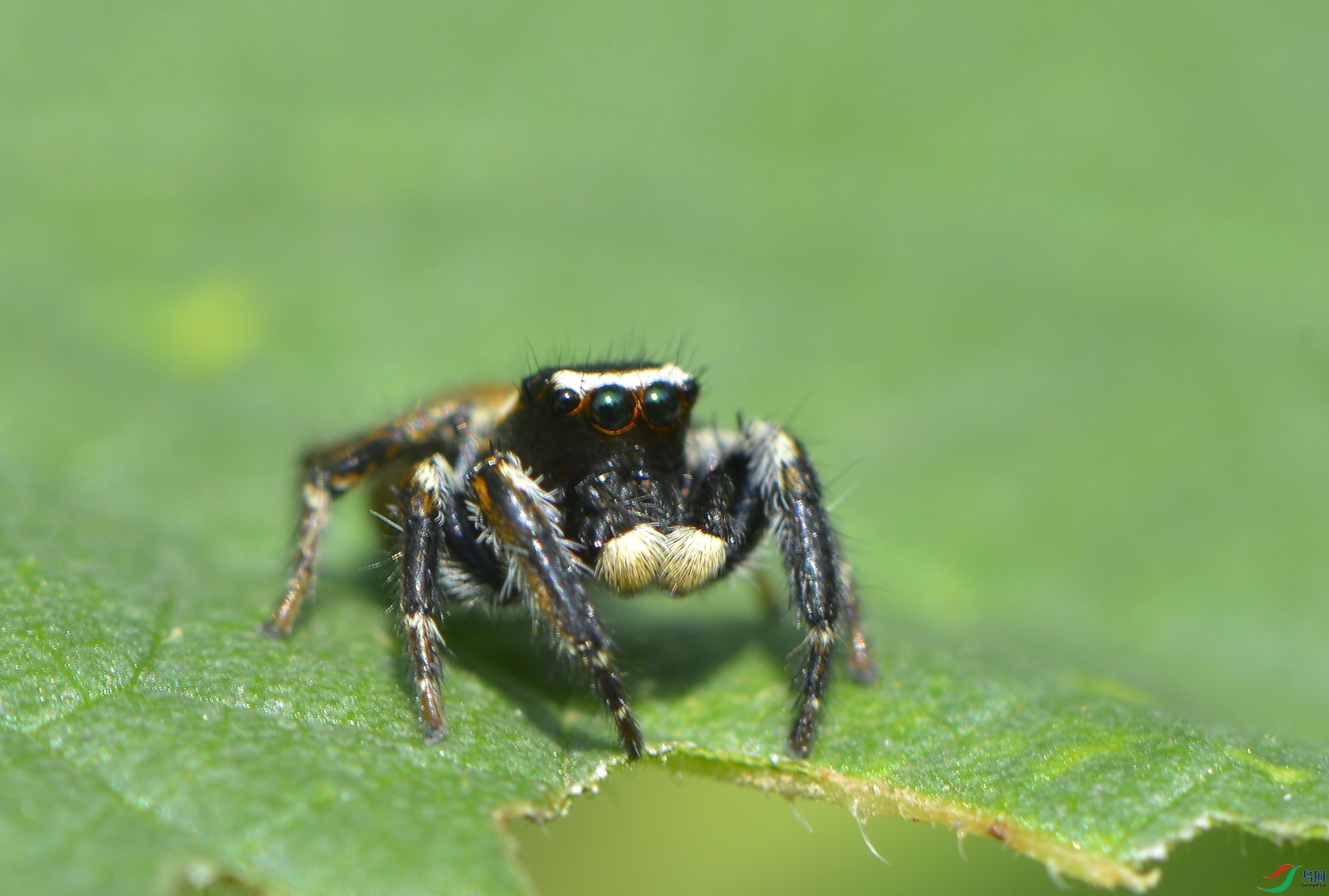 ������Ӱ 2694����.jpg