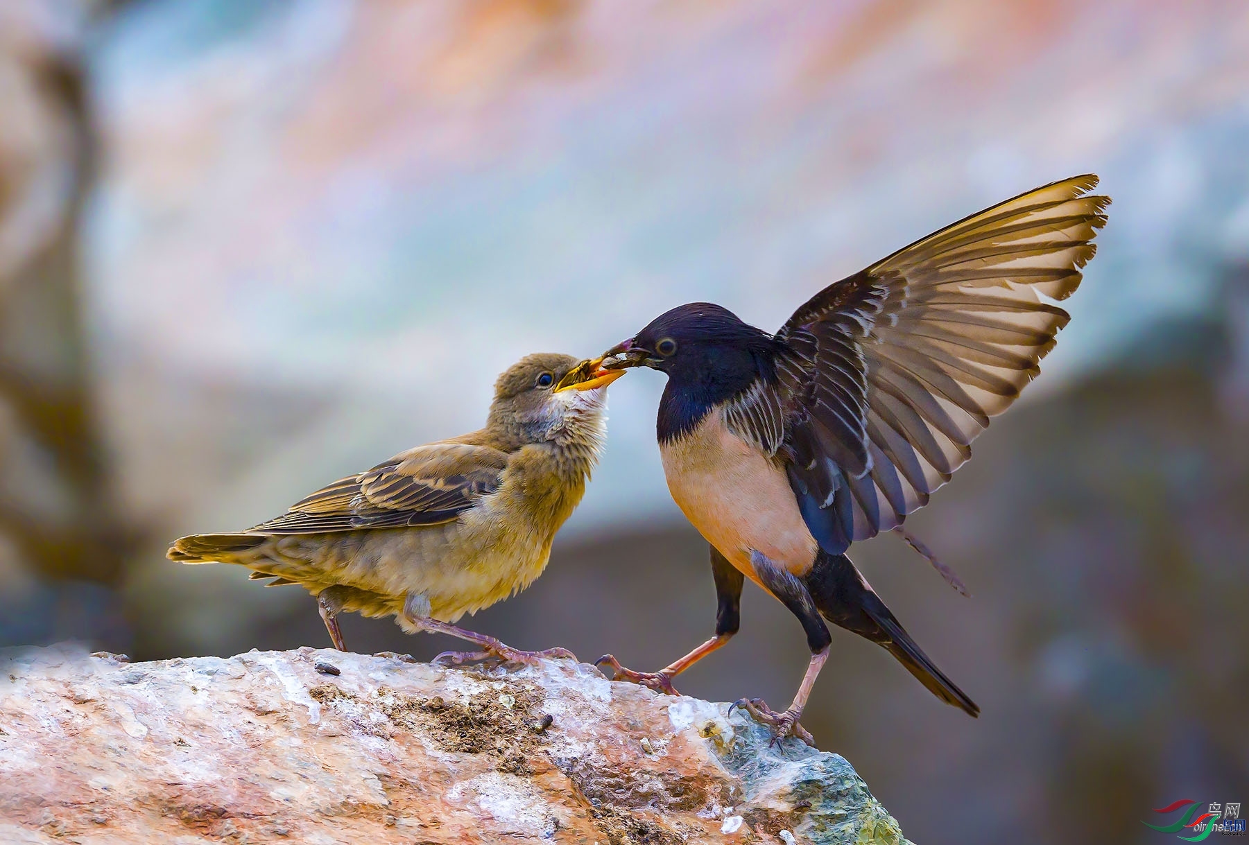 �뱭�ն�  ��ʦ������.jpg