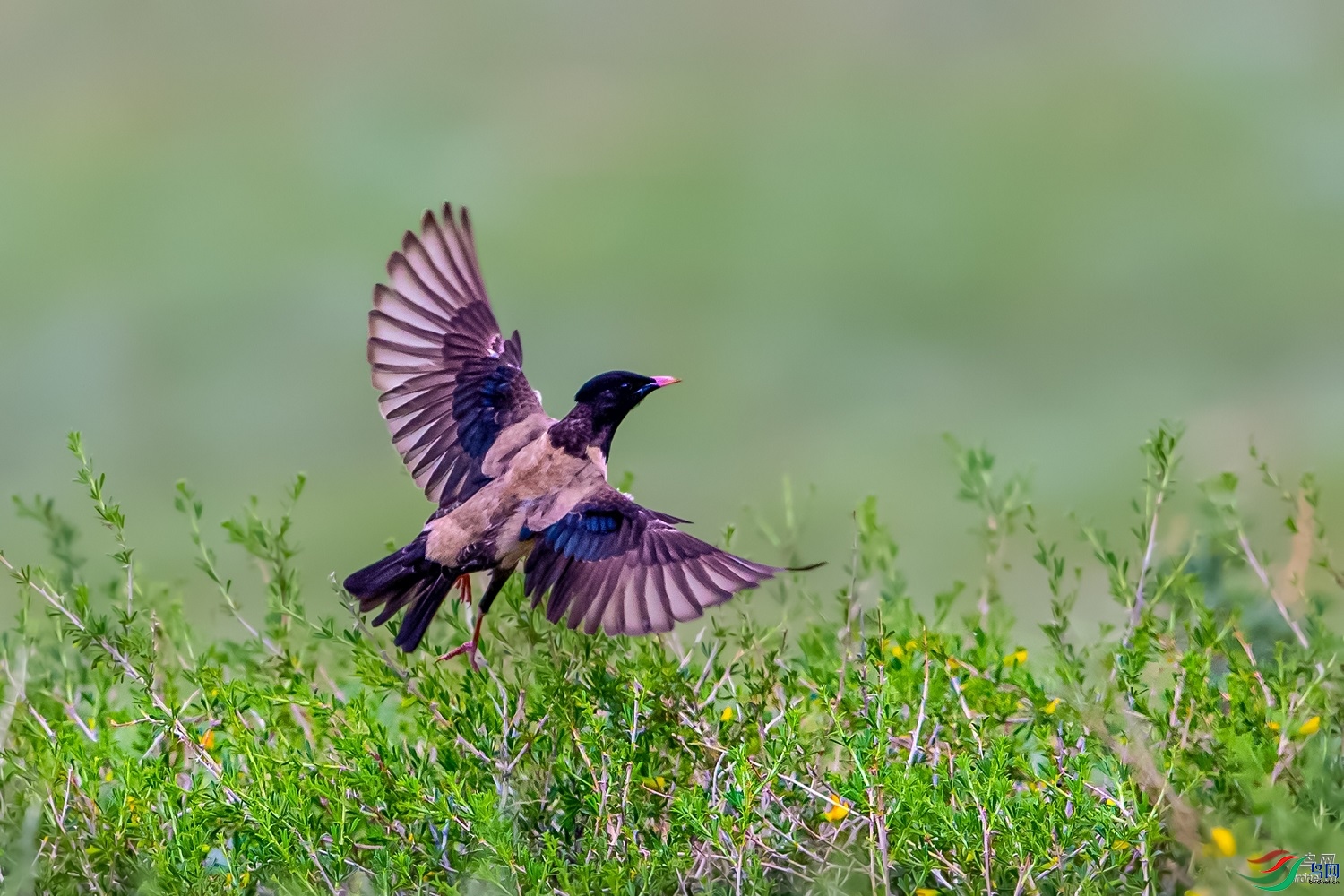 ��ˮ��ʿ   ��ʦ�������½�**������������̩����0.jpg