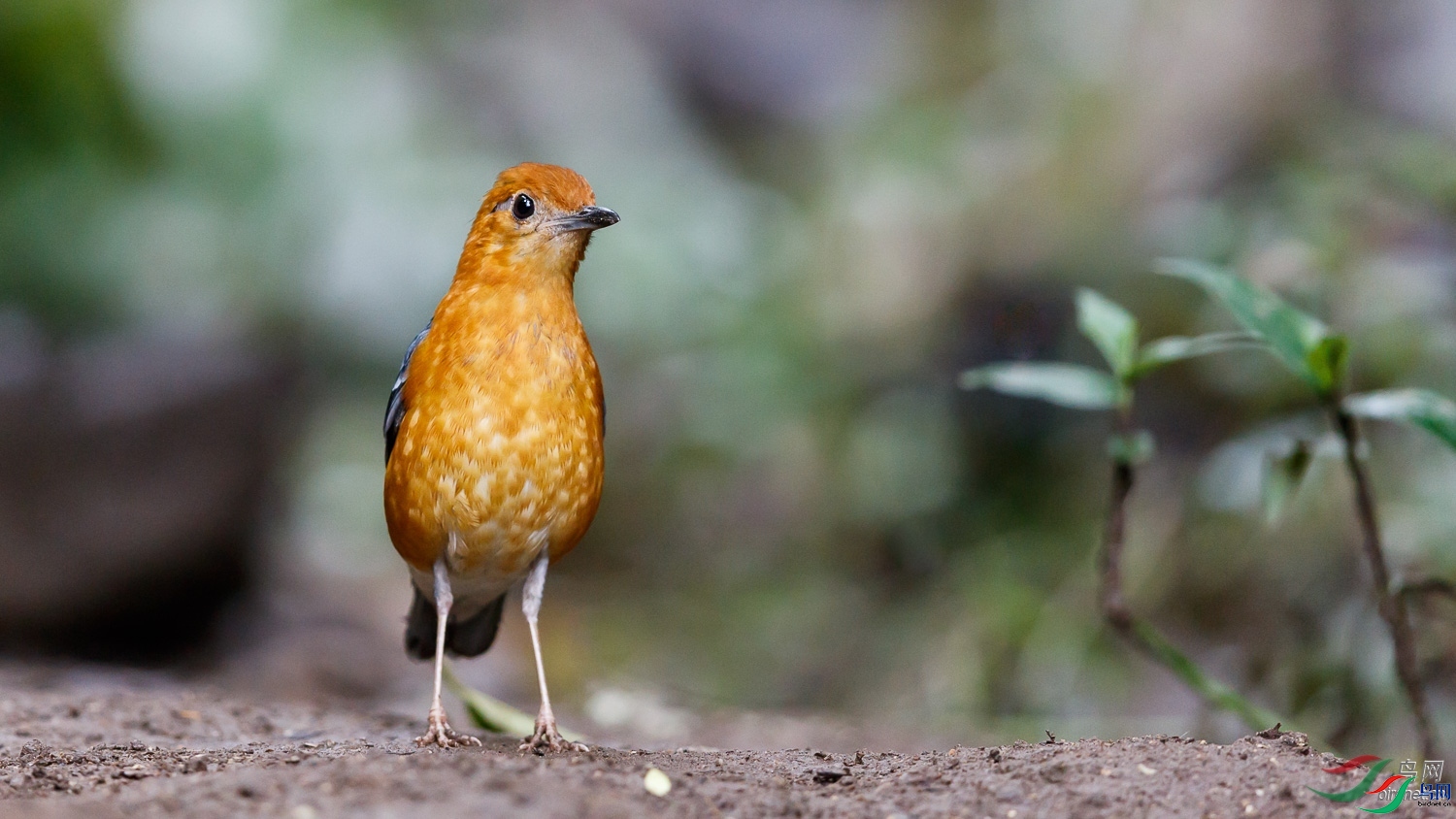 goodboy-HD  ��ʦ����.jpg