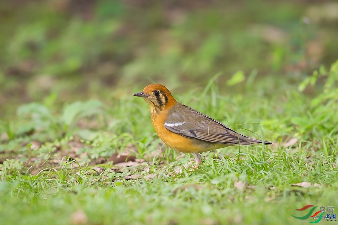 ϲ��  ��ʦ�������Ĵ�ʡ�ɶ���.jpg