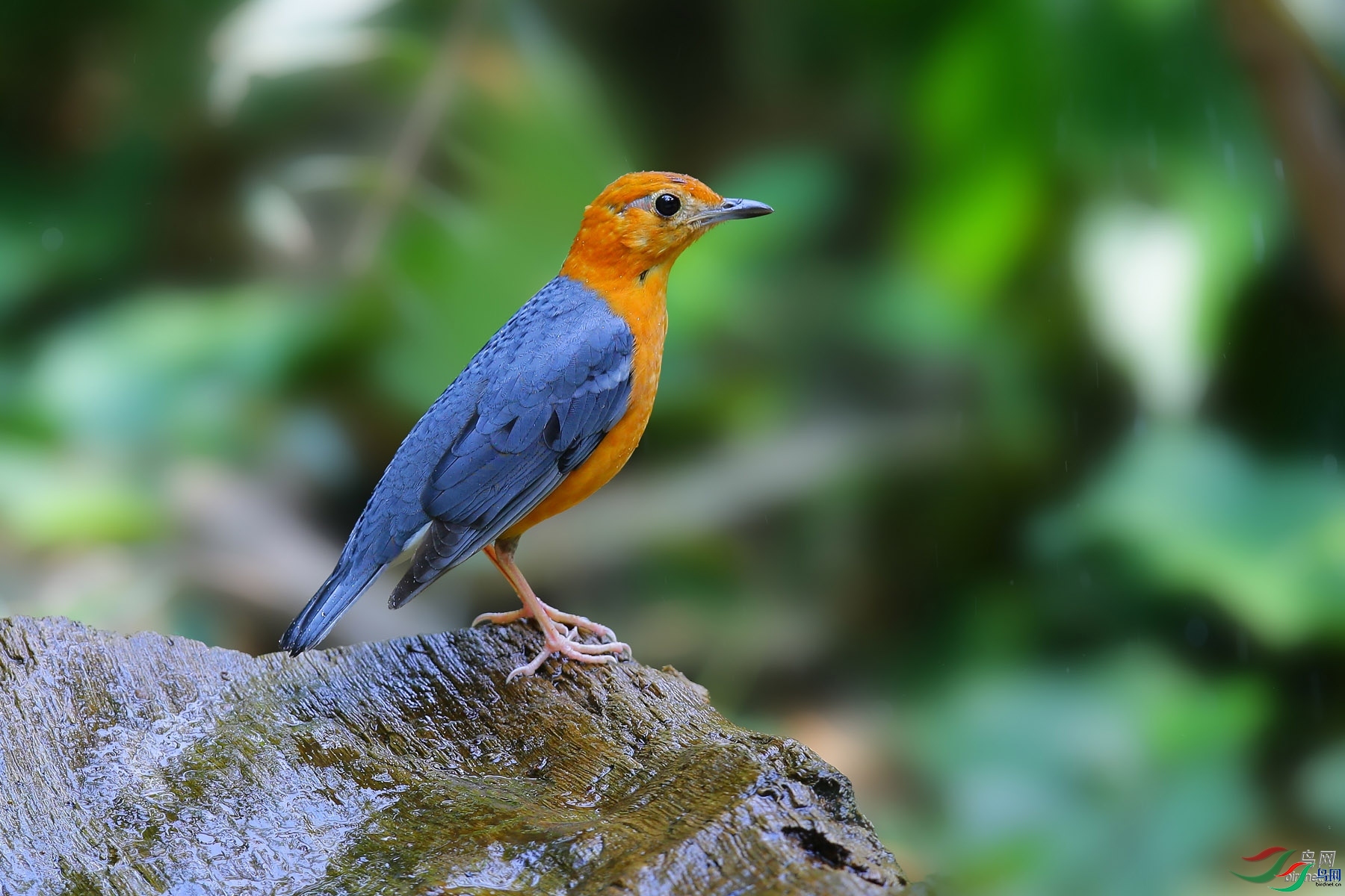 ��Ƥ����  ��ʦ������.jpg