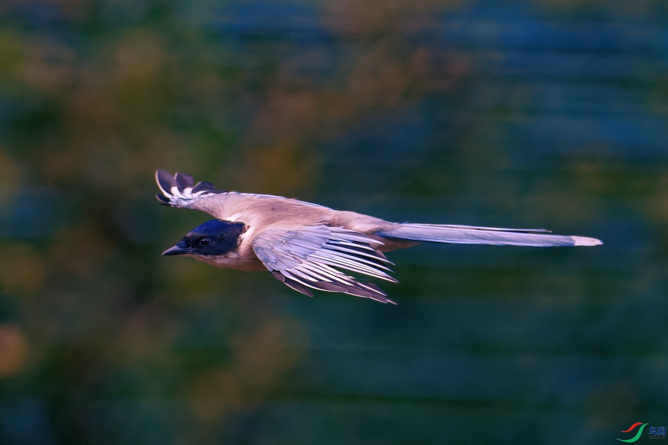 DSC_3978_resize.jpg