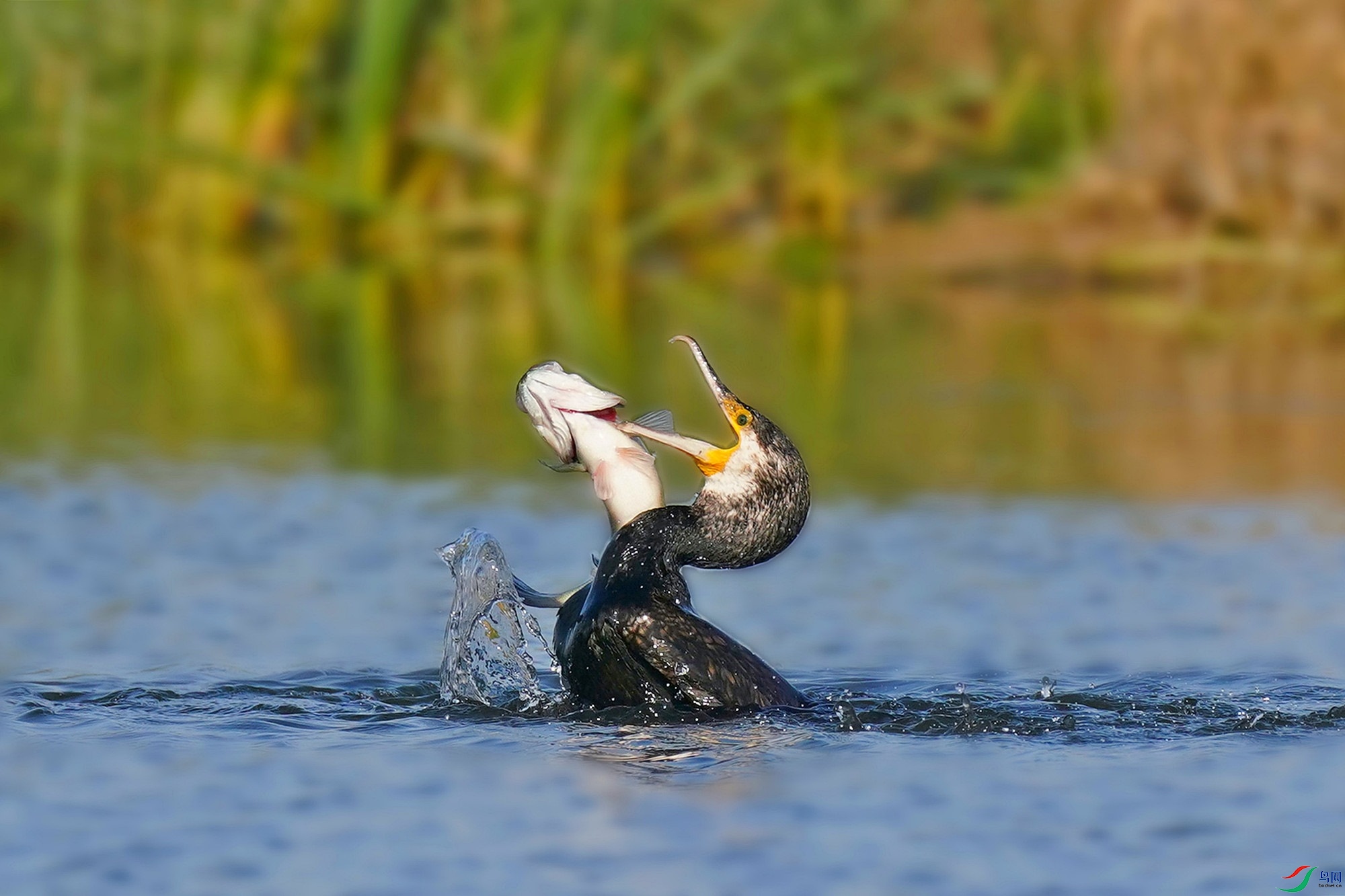 DSC06250 (2)_����.jpg