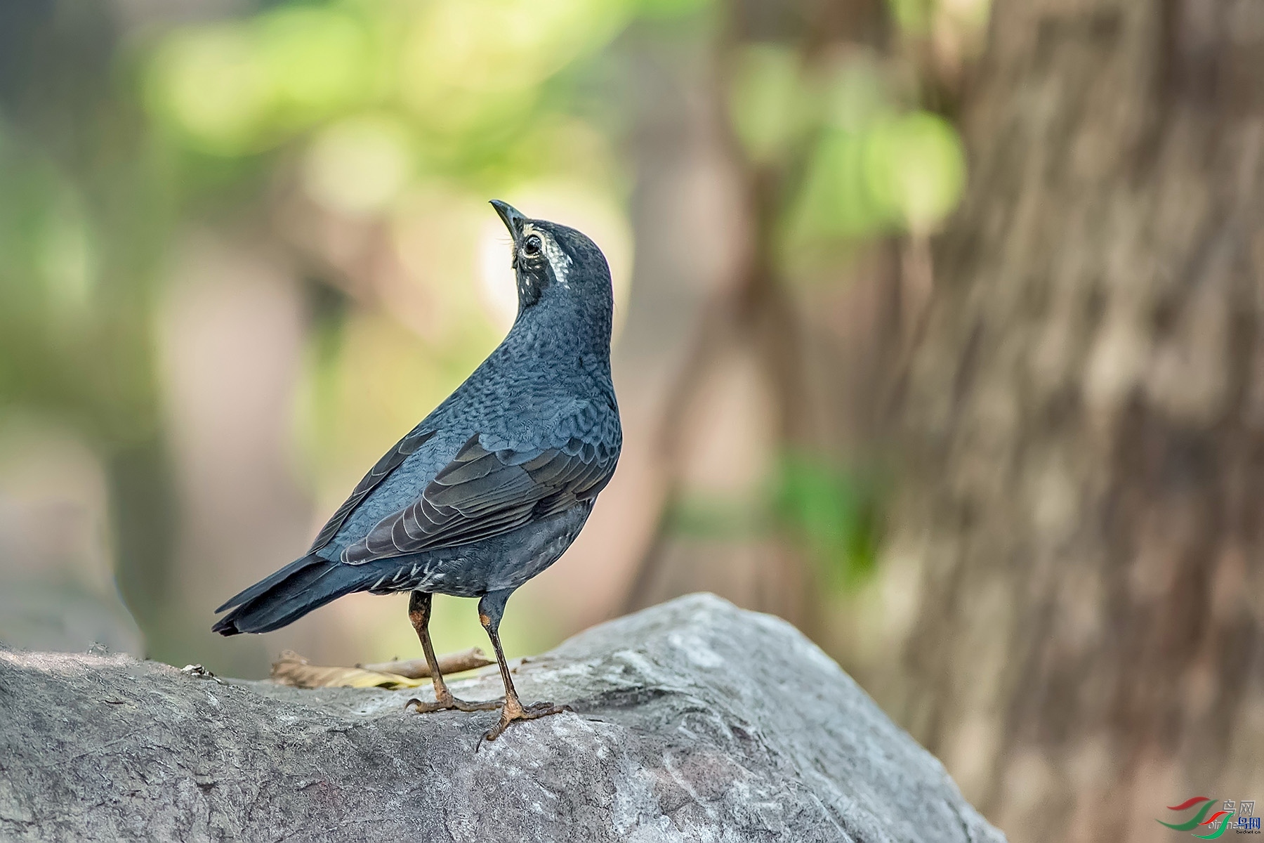 ��ɽ�ϲ�  ��ʦ����.jpg