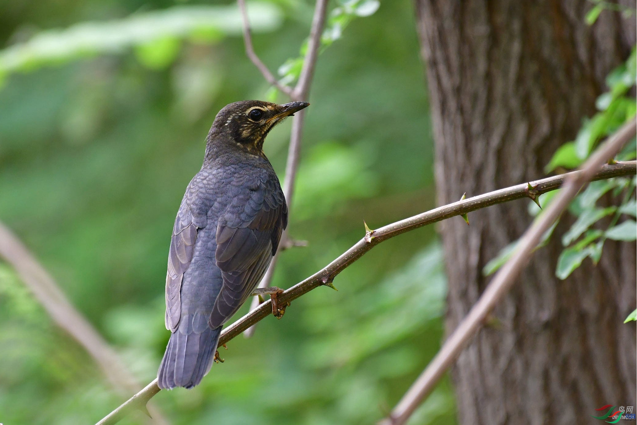 @����  ��ʦ����.jpg