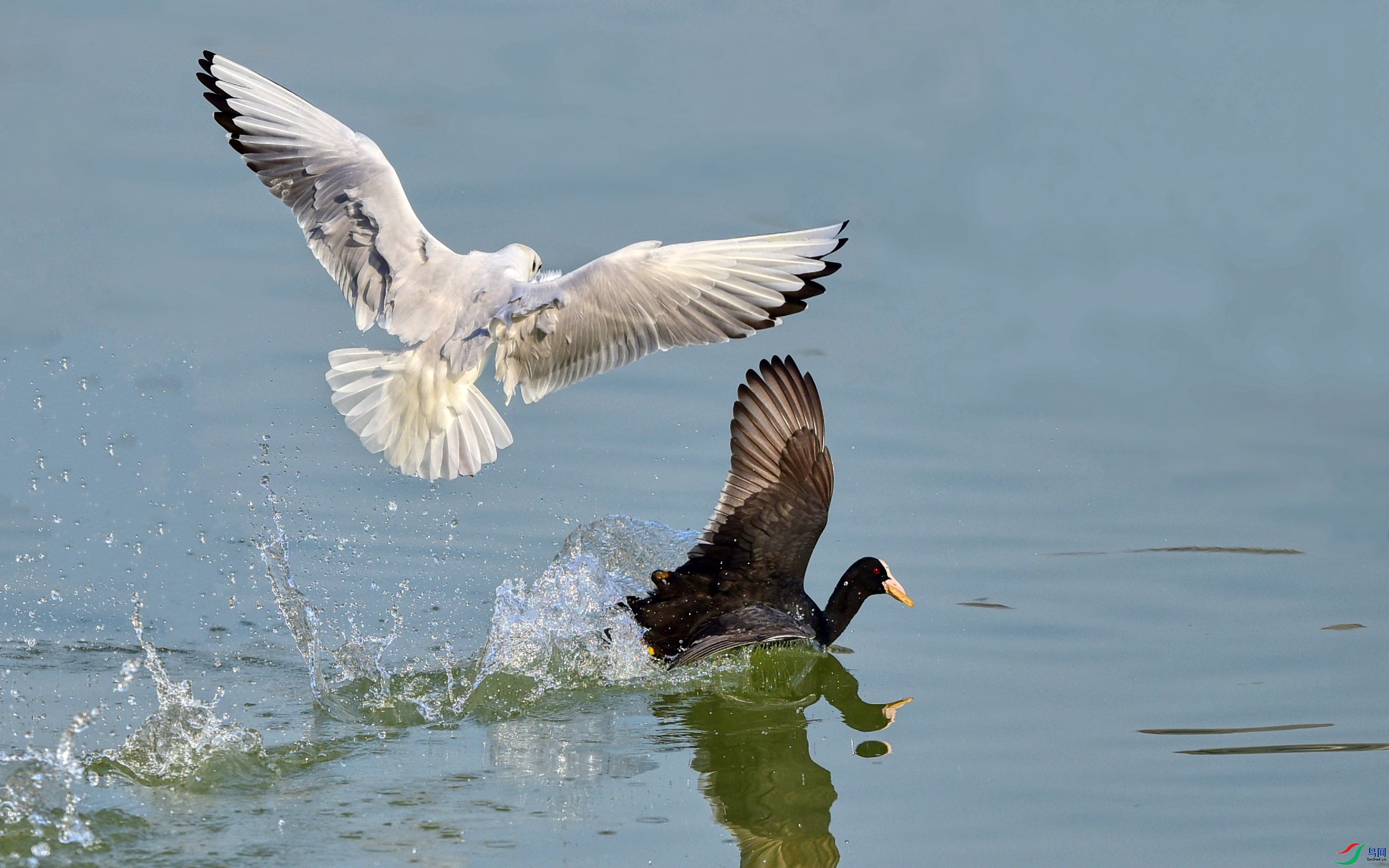 DSC_3564_conew2.jpg
