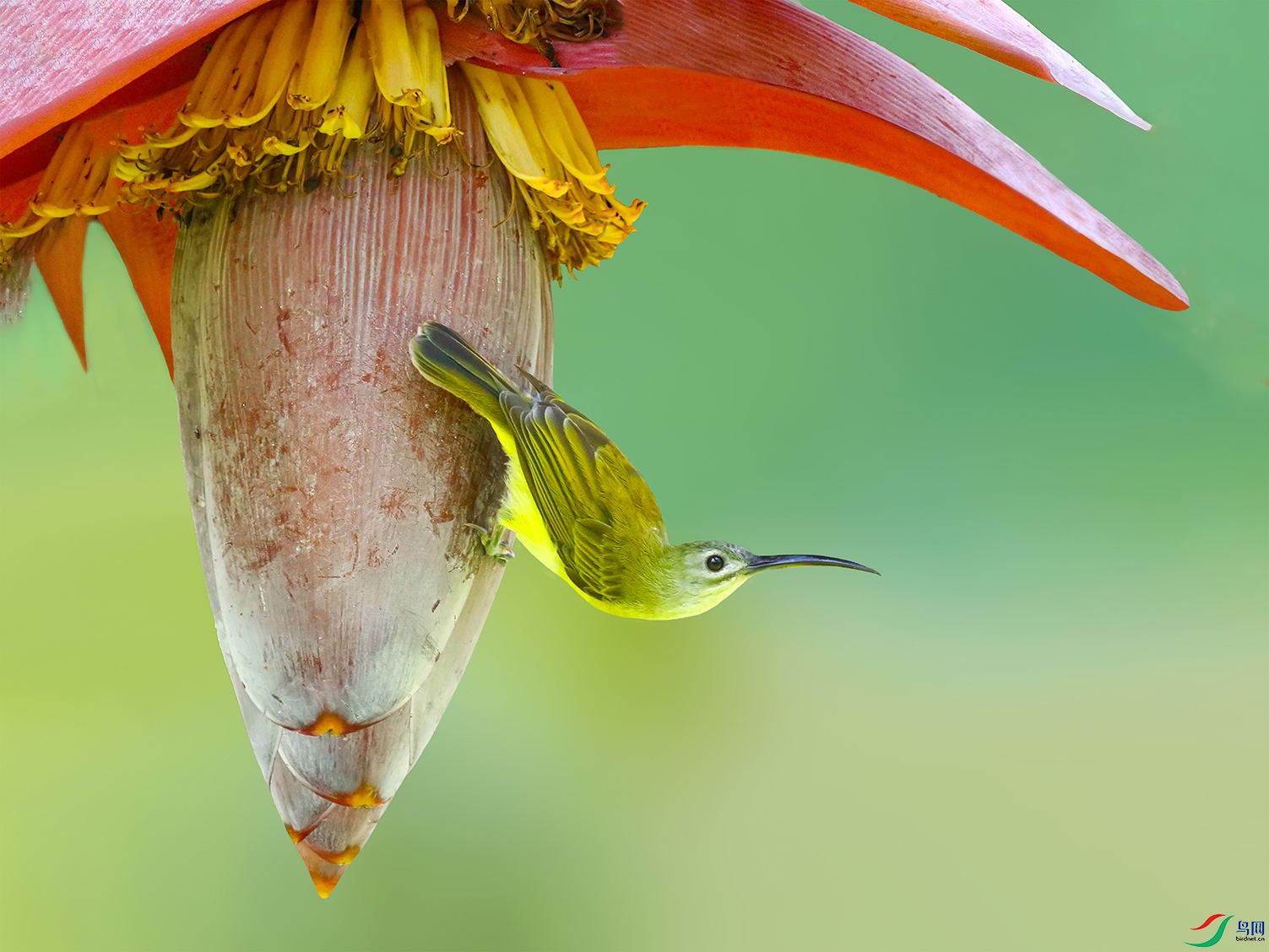 ���첶����