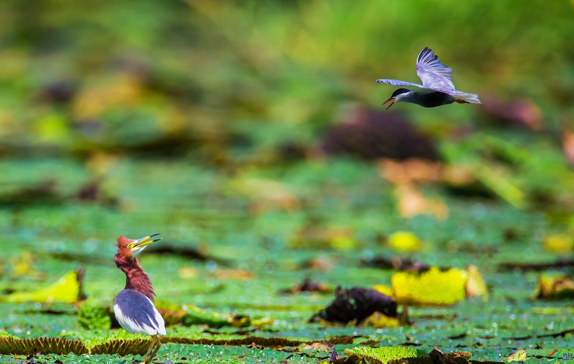 ���غ��븡Ÿ