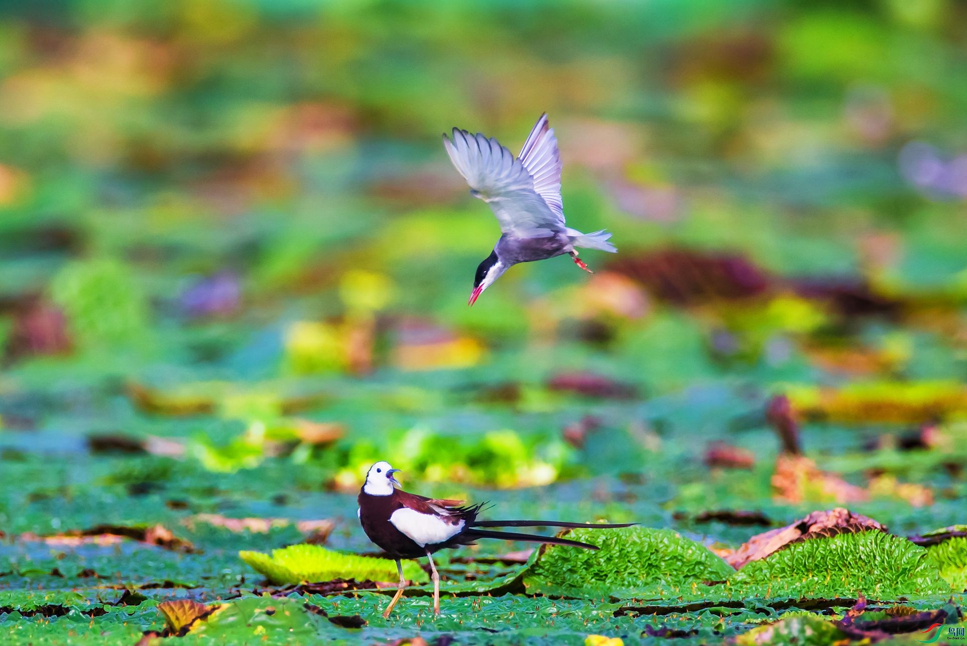 ˮ�����븡Ÿ