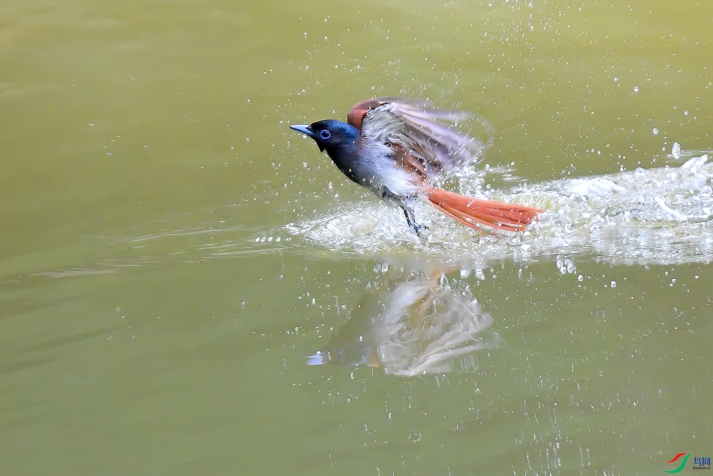 DSC_9798aa.jpg