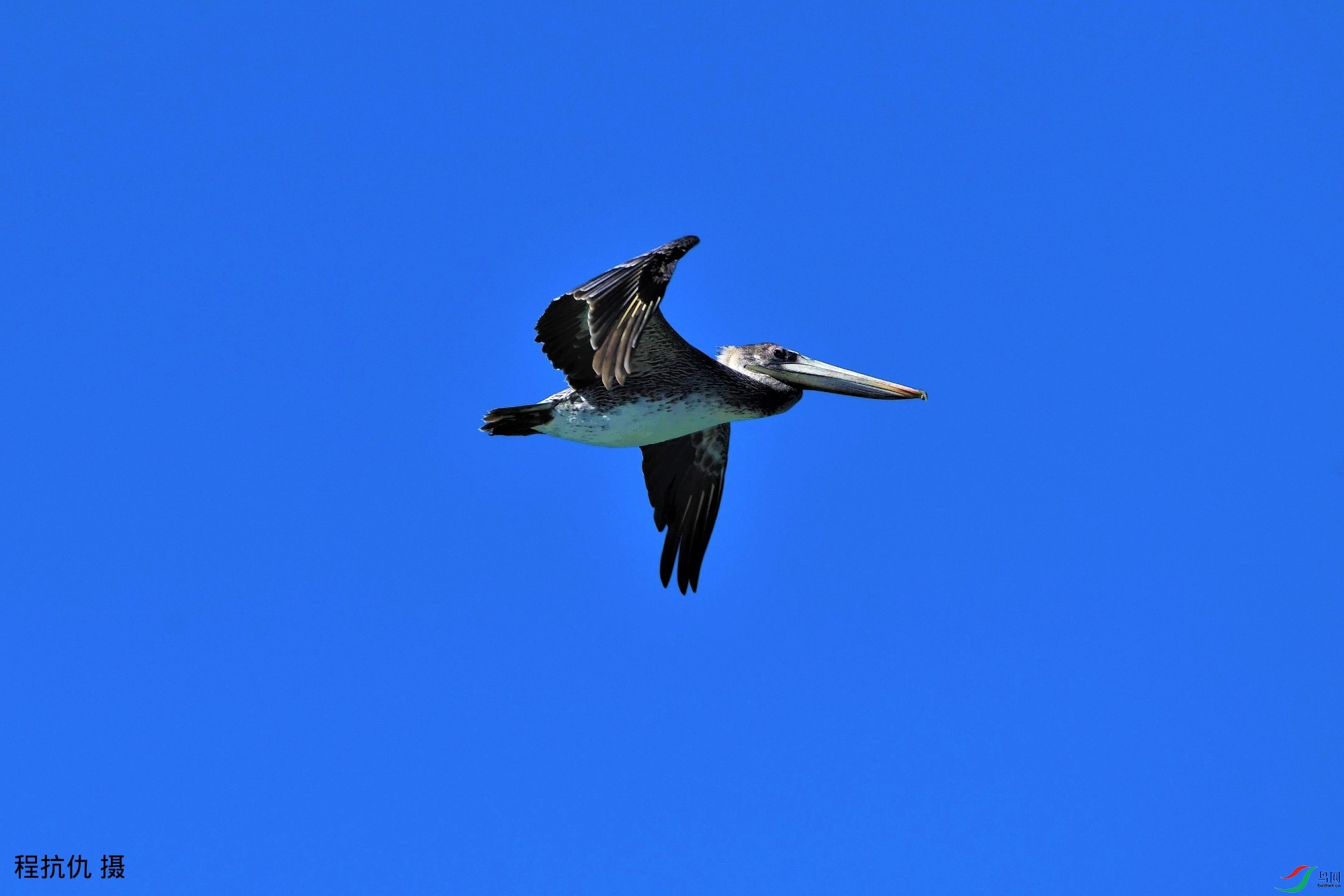 鹈鹕飞行中