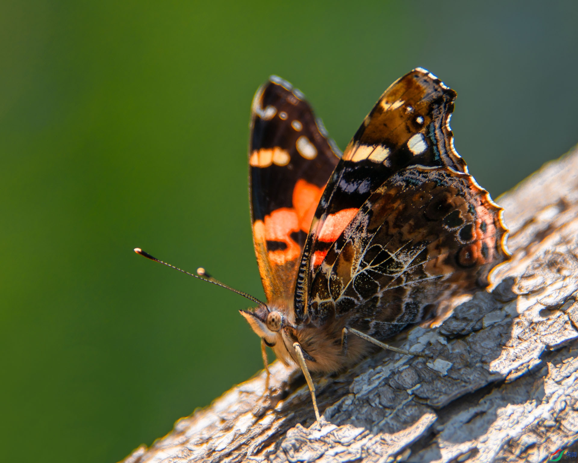DSC_1064.jpg11.jpg