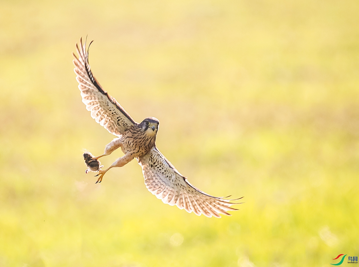 AH6I1401 - ����.JPG