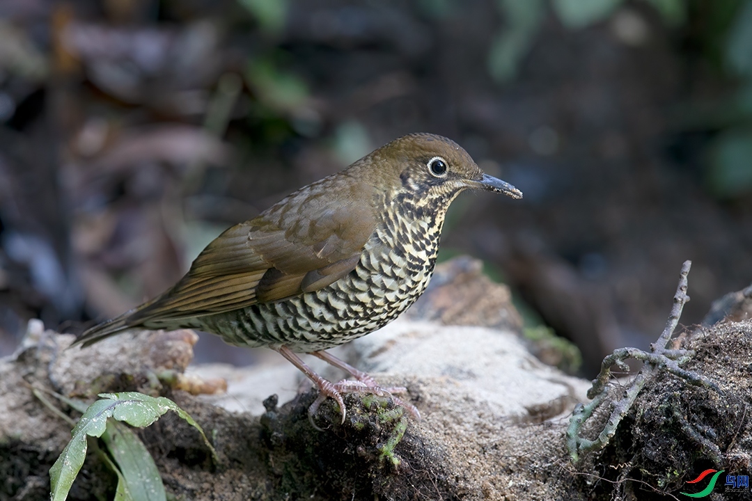 ��������  ��ʦ����������ʡ��ɽ���ڳ���.jpg