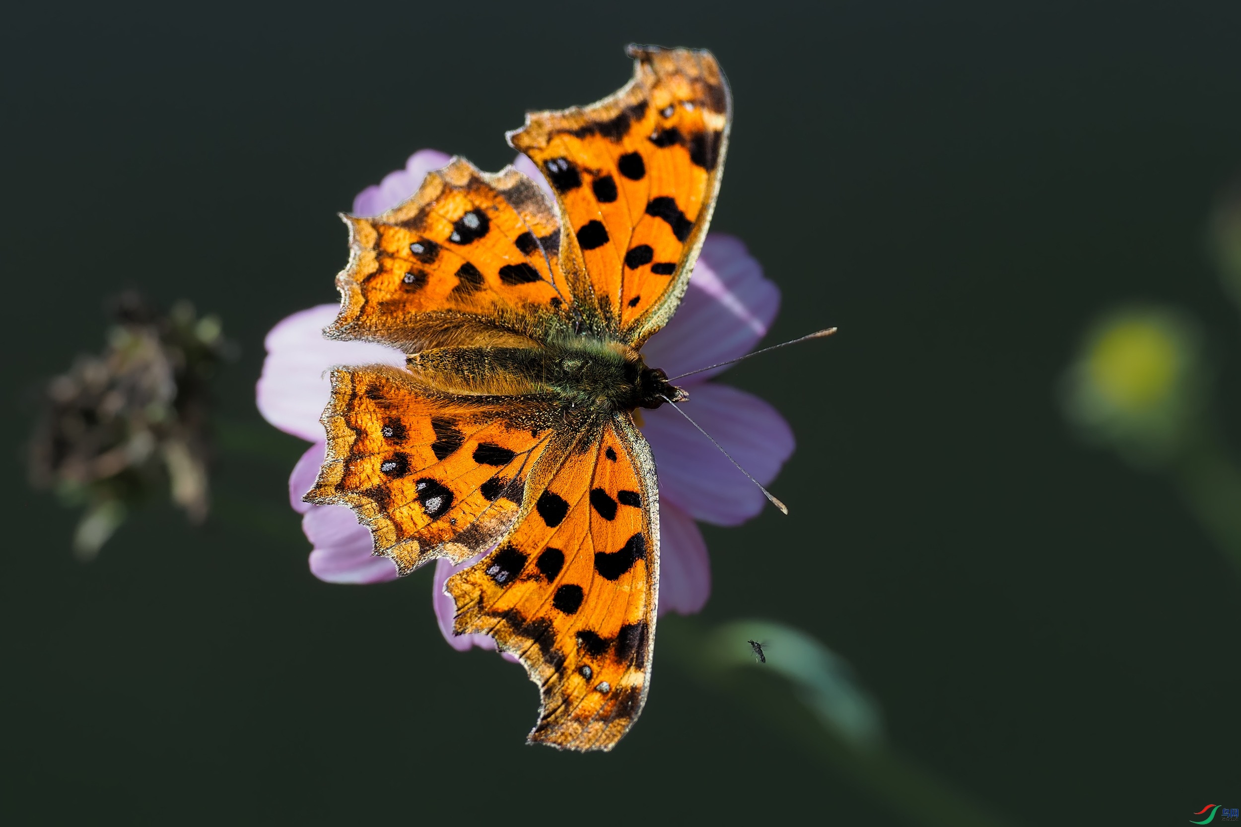 PB121321-1.jpg