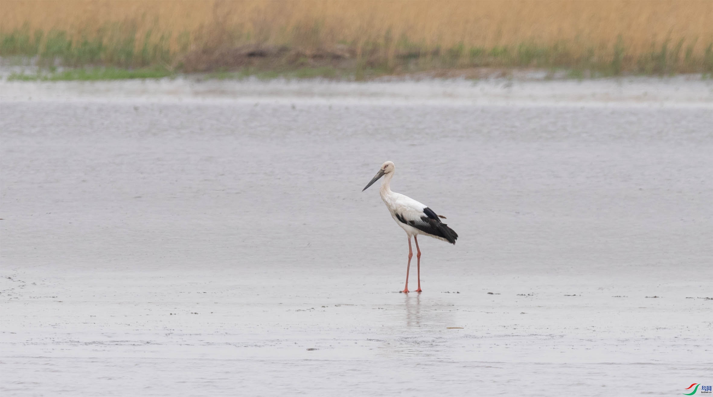 DSC_2559-1 - ���� (2).jpg