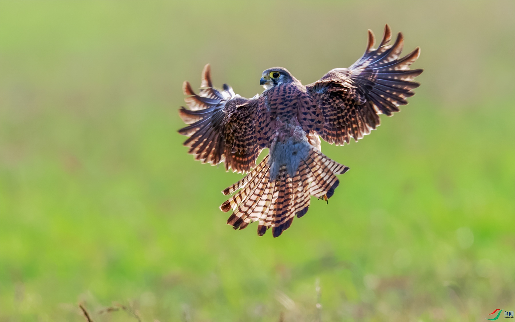 _MG_0741-4-1.jpg
