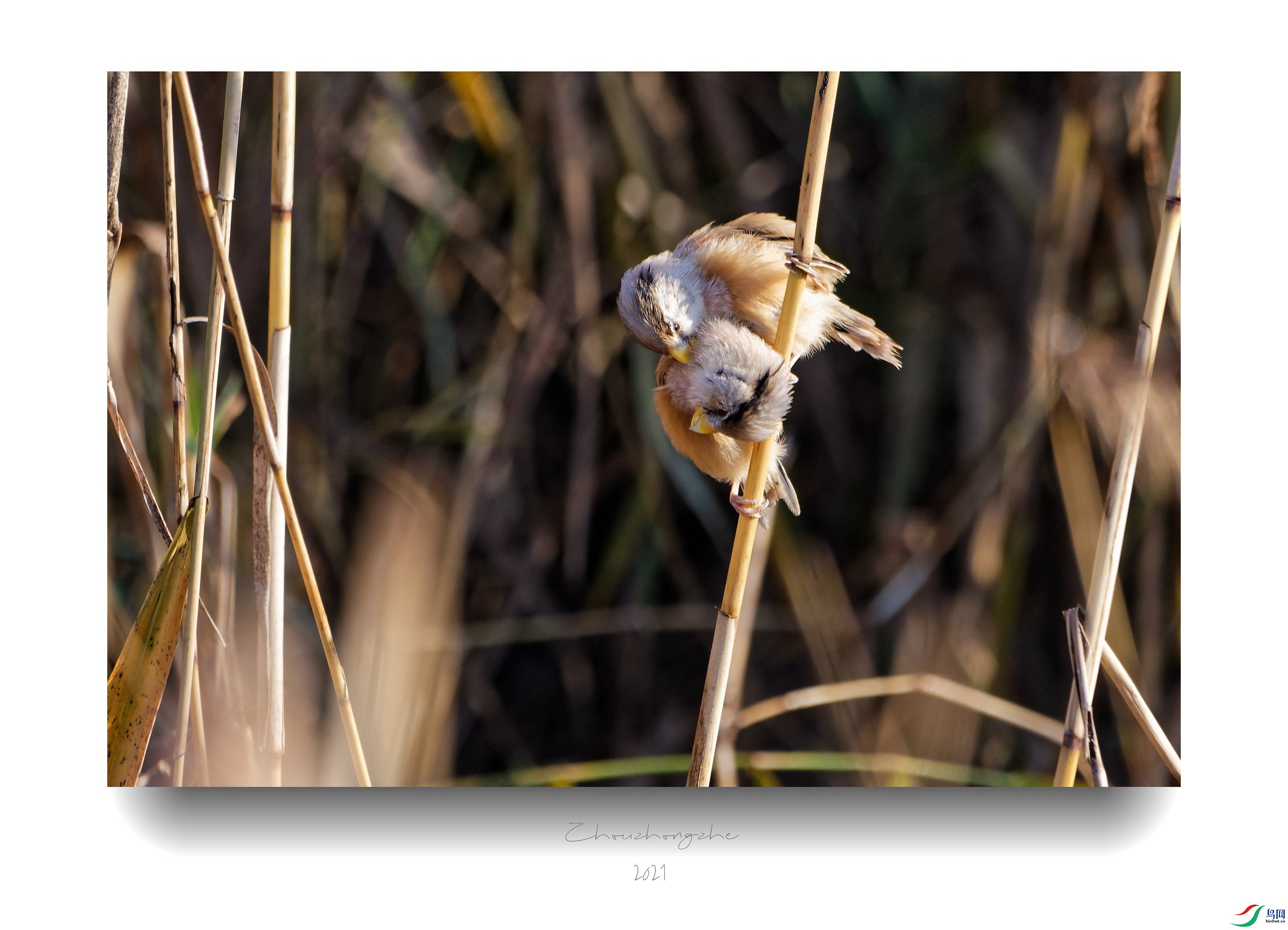 DSC_8749_DxO_����.jpg