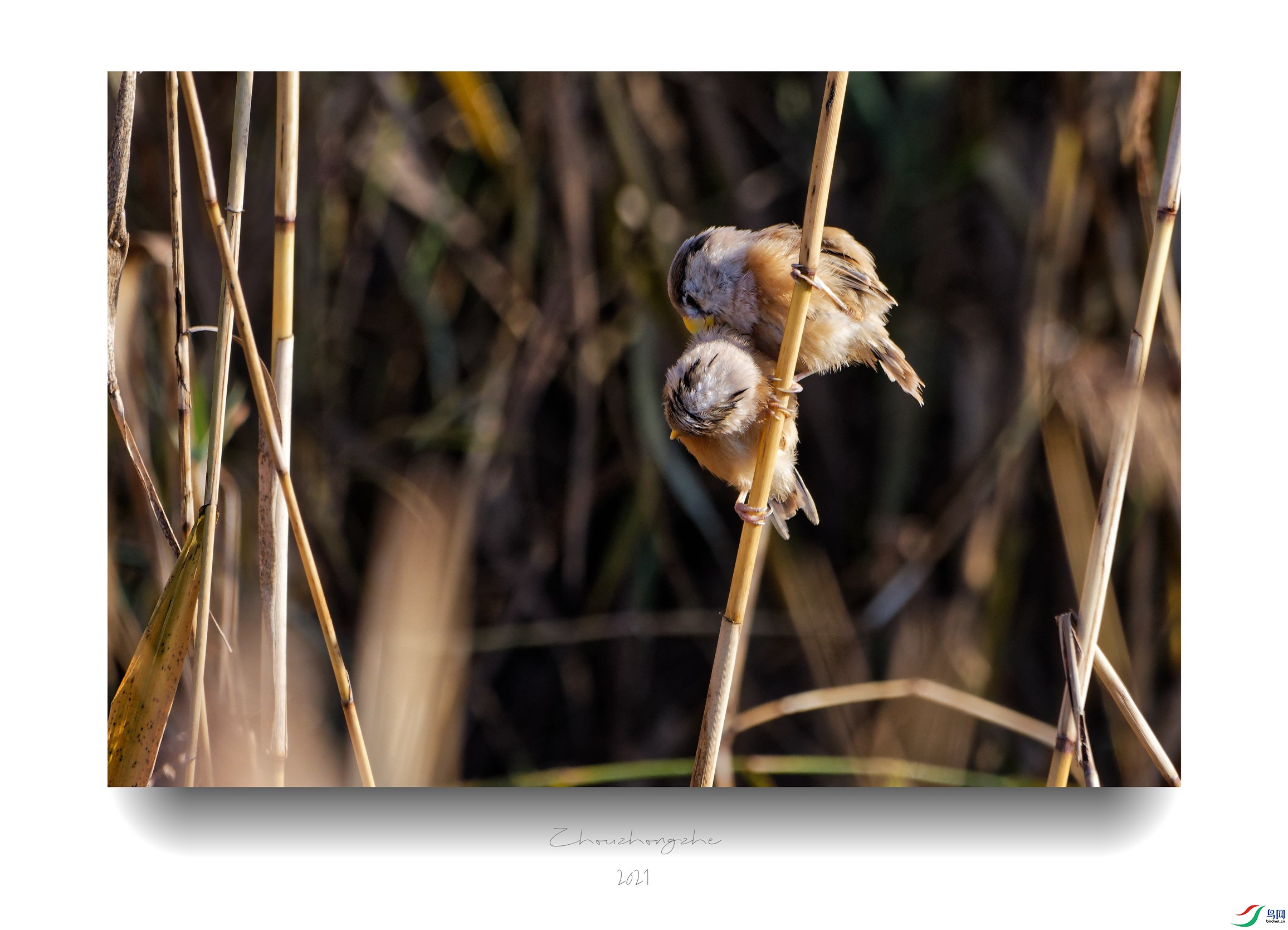 DSC_8754_DxO_����.jpg