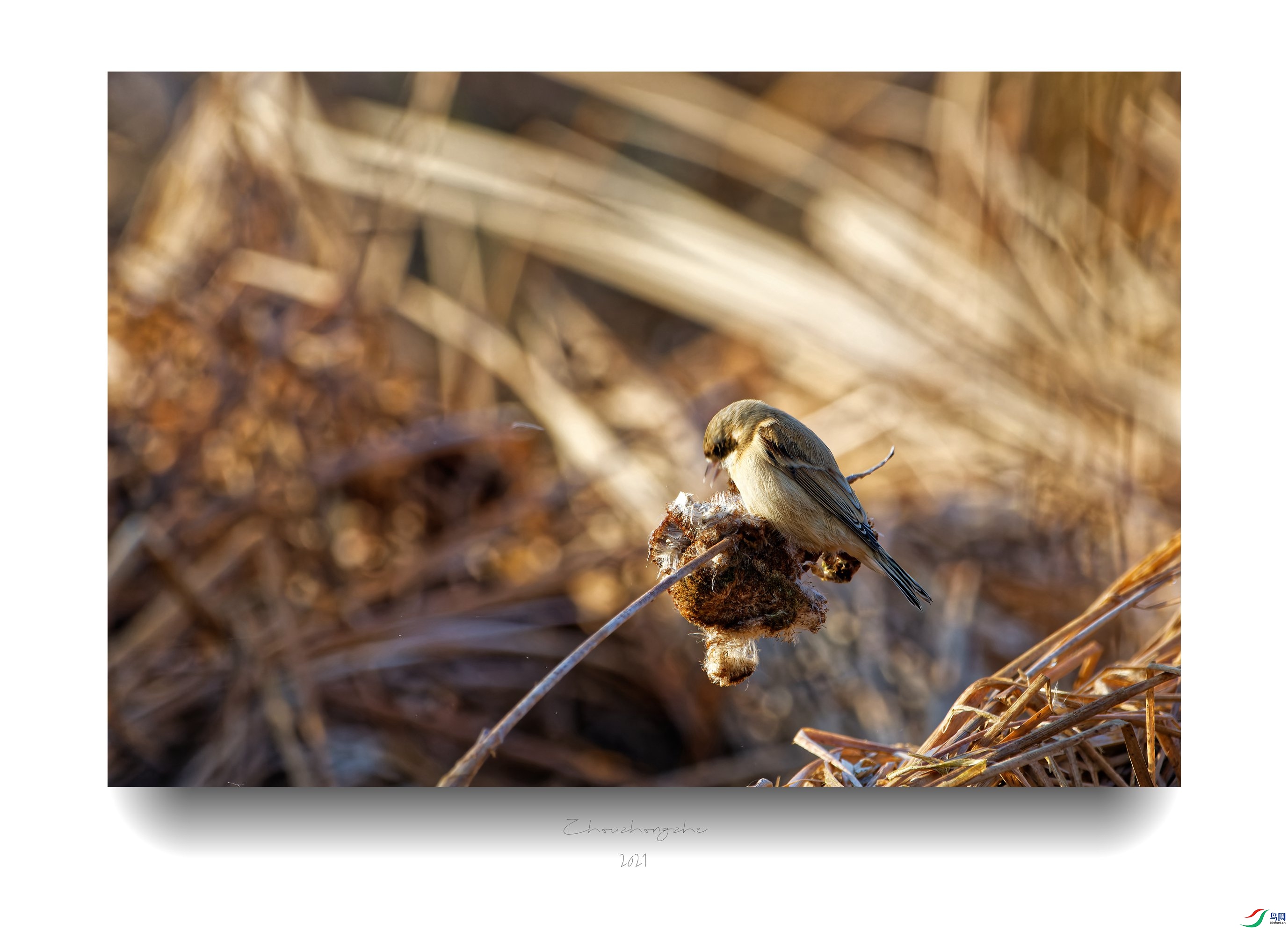 DSC_8498_DxO_����.jpg
