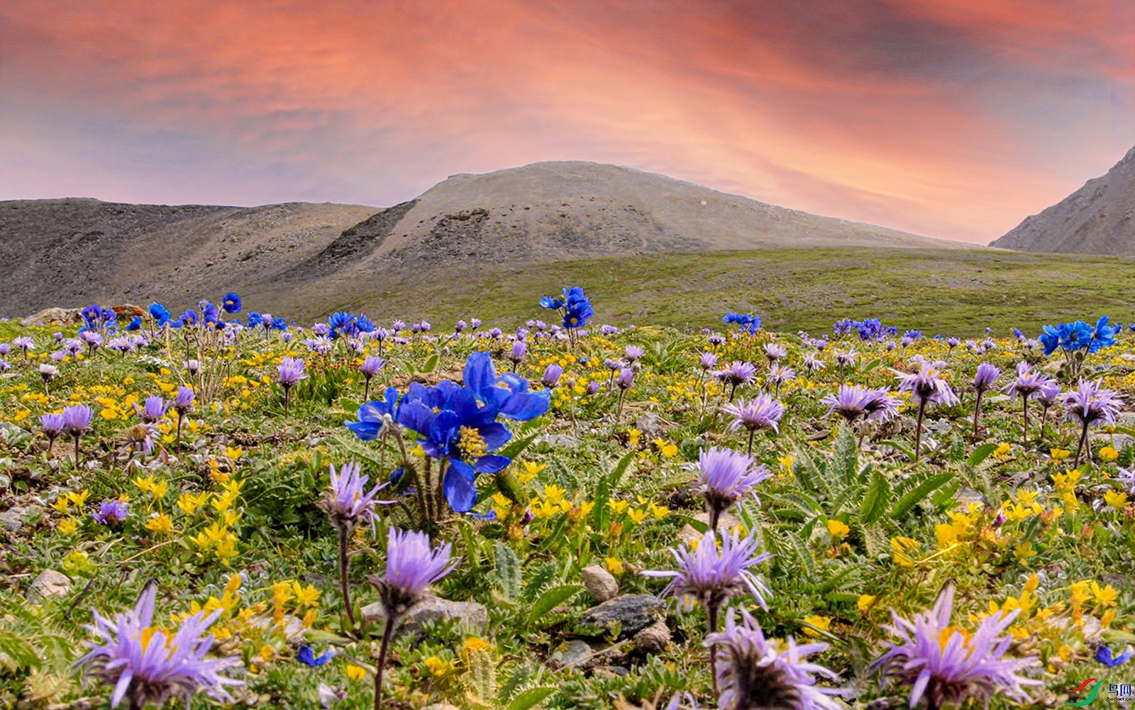 ��ԭ�ϵĻ���