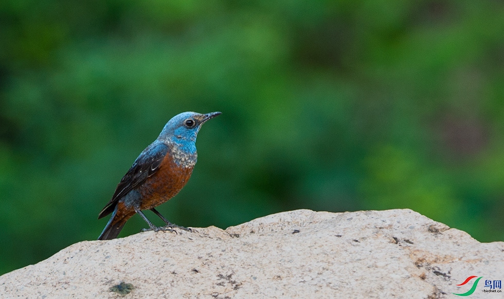 DSC_8009.jpg
