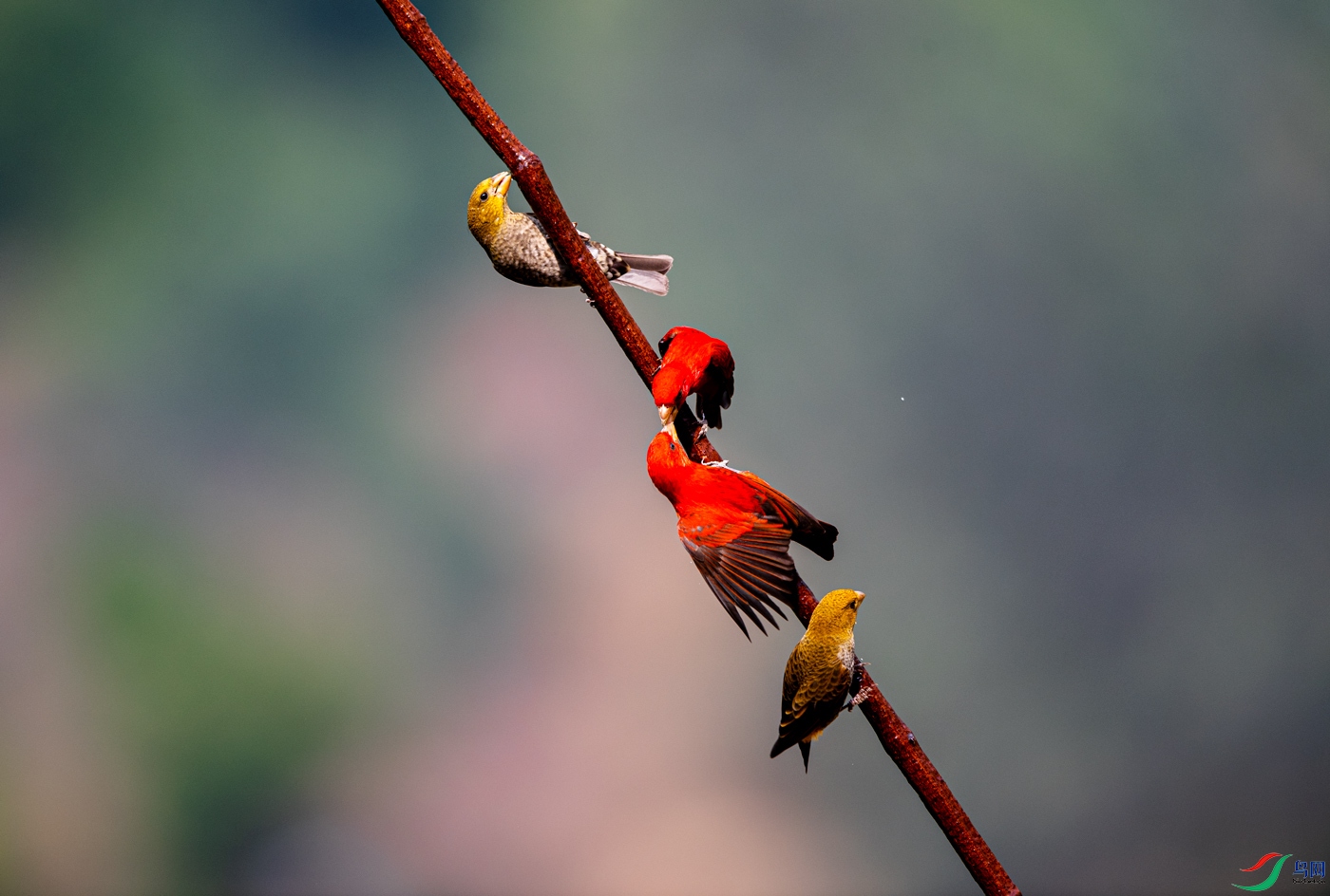 DSC_9480f.jpg