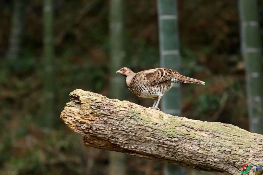 367A8696_����.jpg