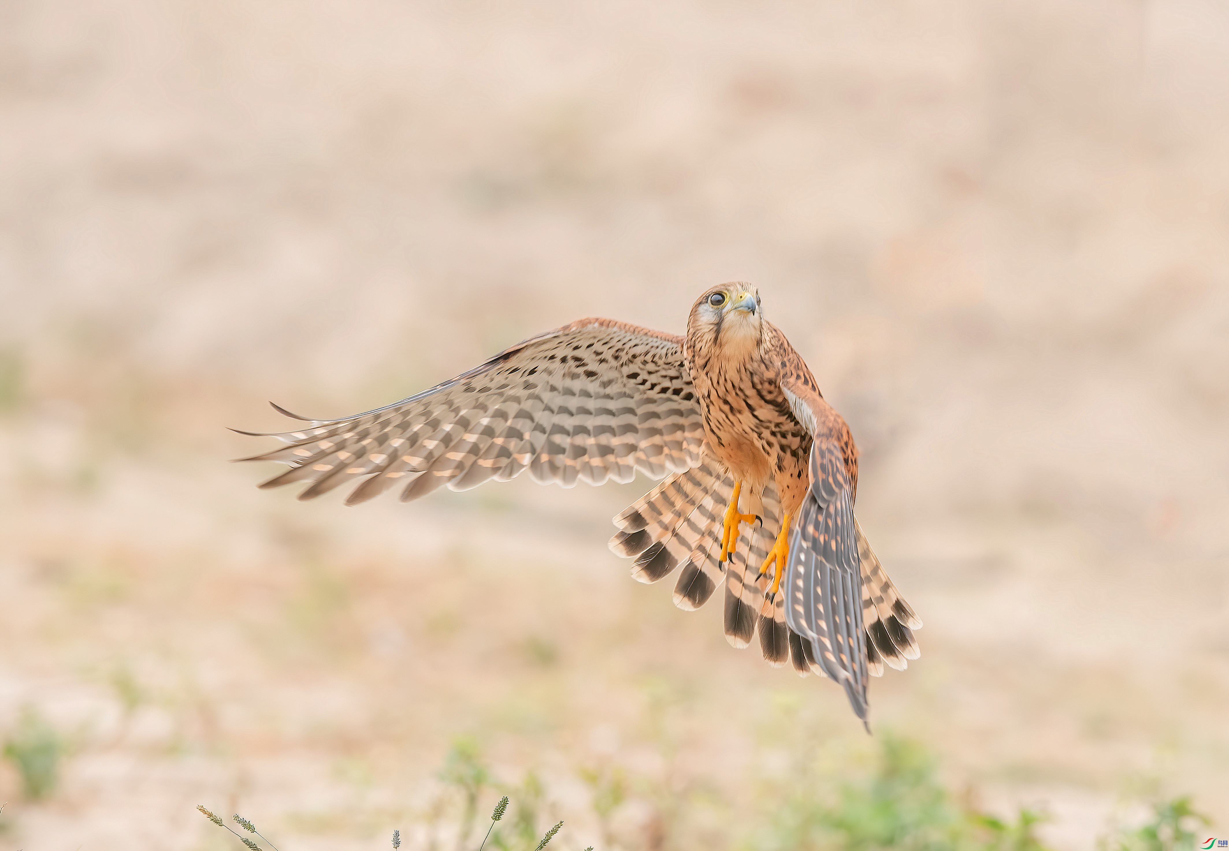 DSC_9925_����.jpg