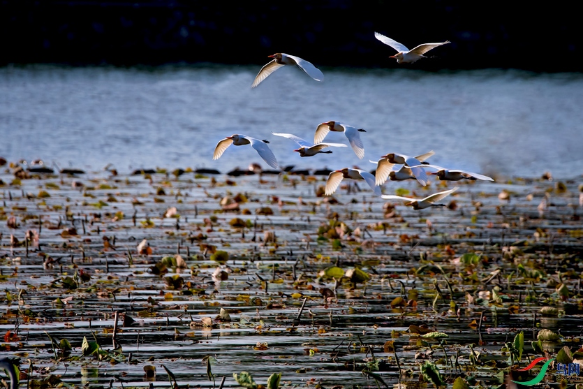 DSC_1173a.jpg