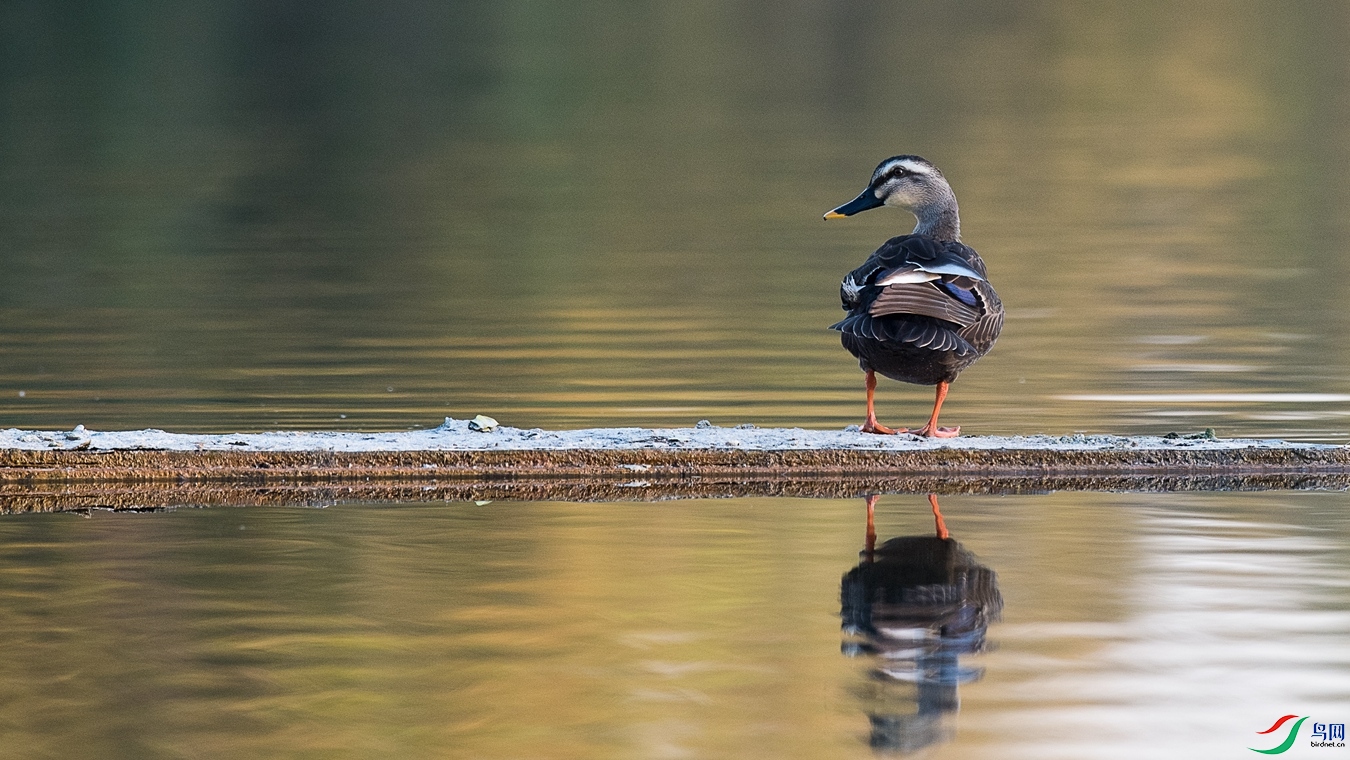 DSC_3861 - ����.jpg