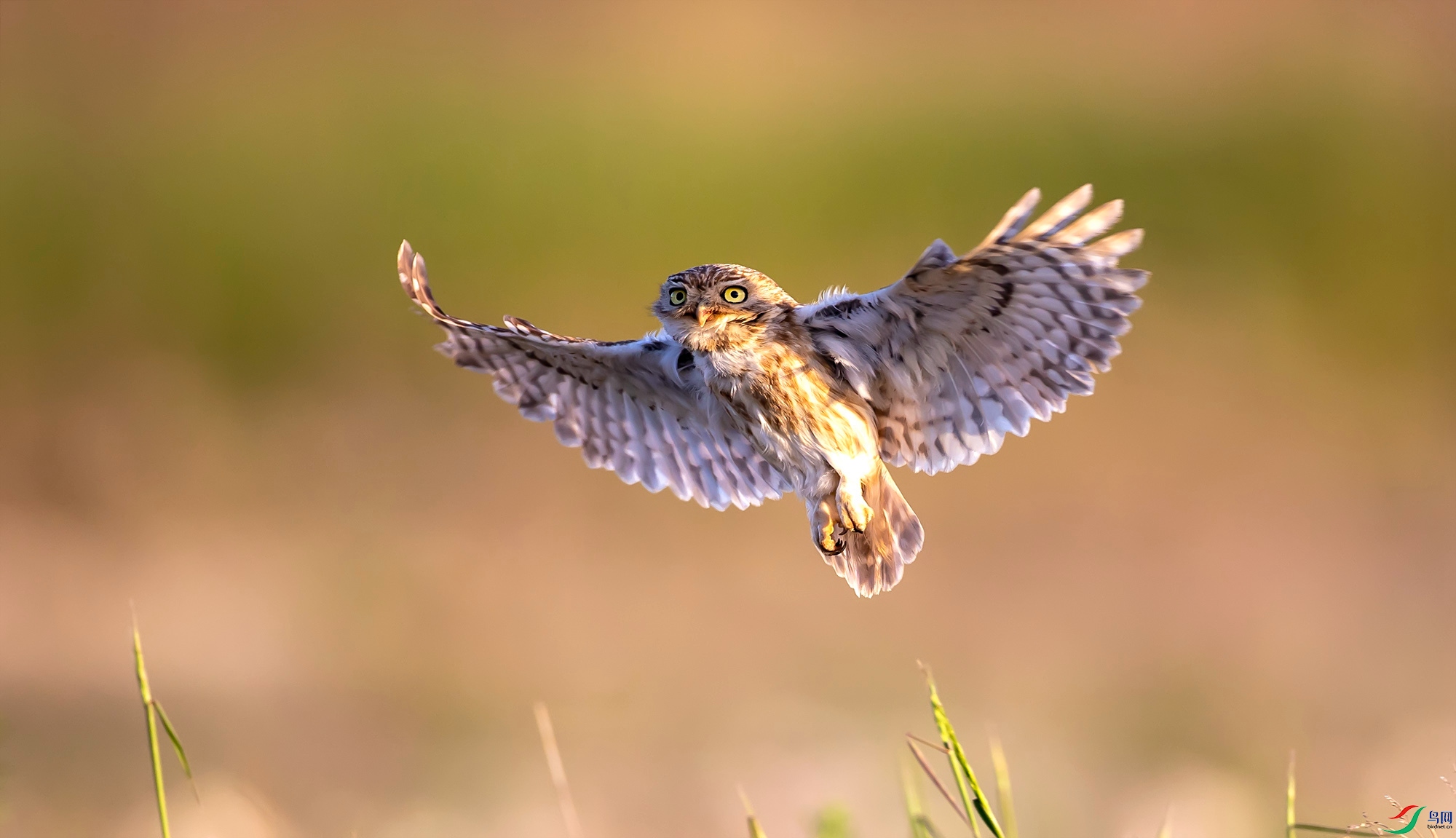 ���Ƹ�С�^