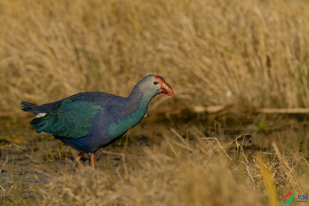 DSC_8744_DxOa.jpg