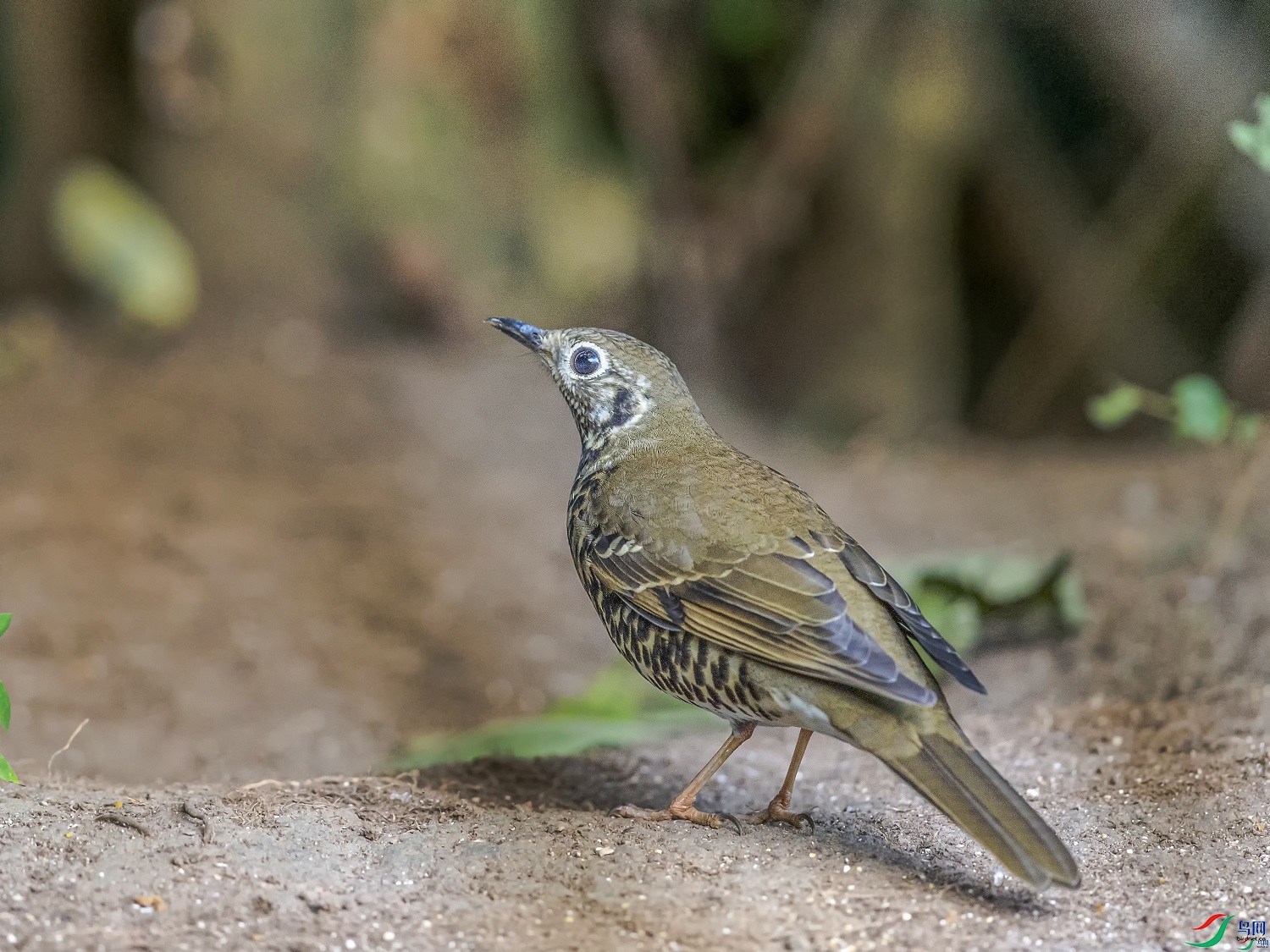 ������  ��ʦ����������ʡ��ɽ��0.jpg