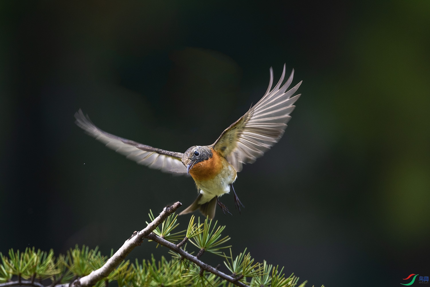 DSC_6606-2.jpg