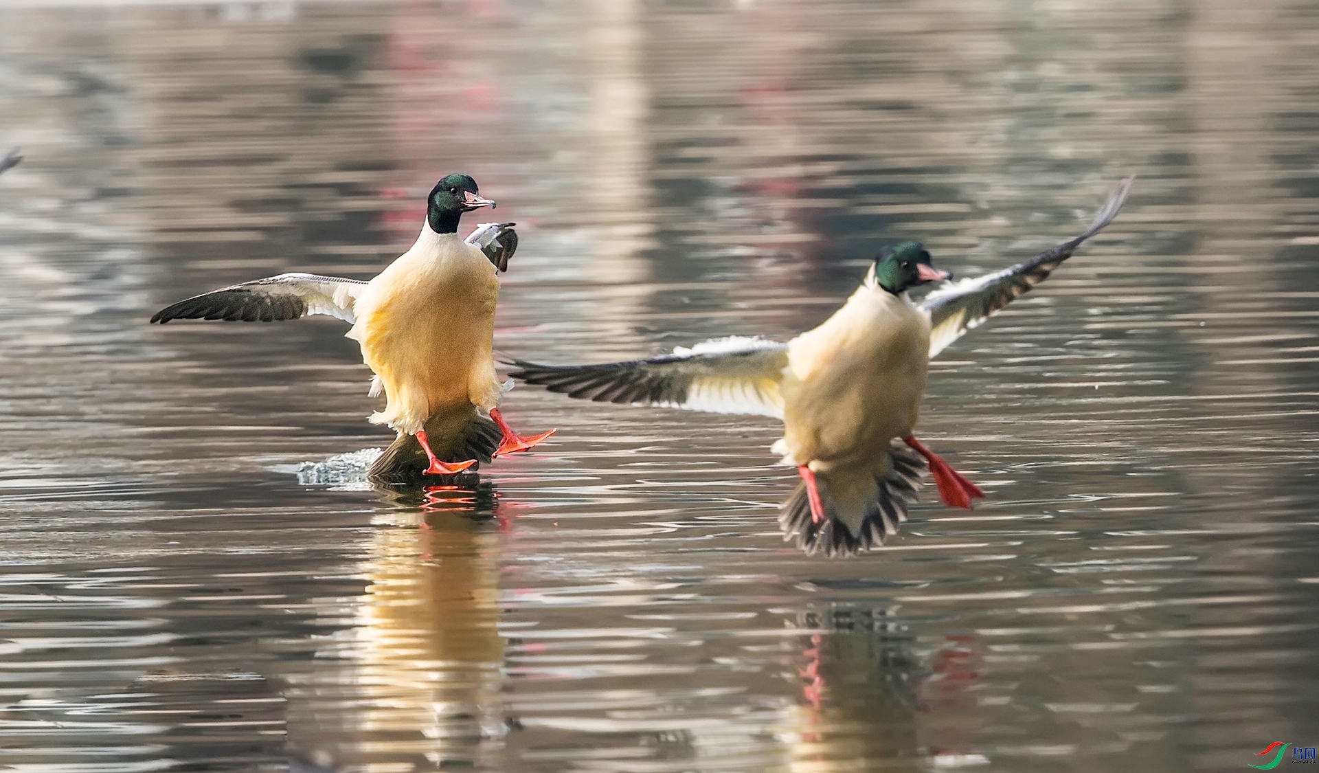 A97Q0880-_DxO.jpg