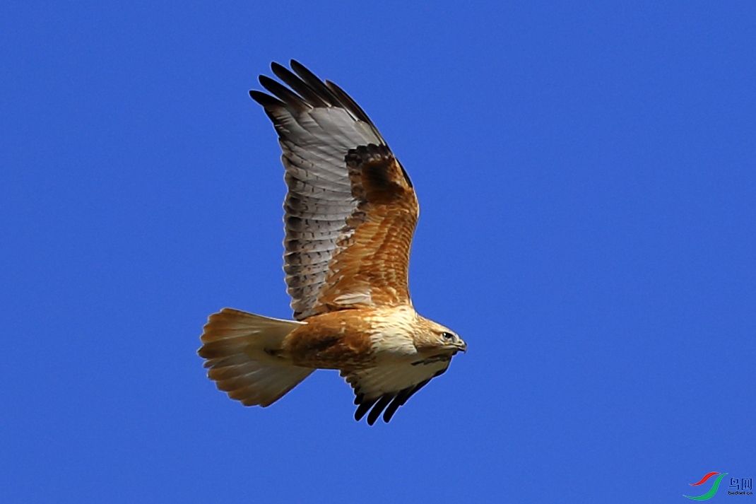 mmexport1636813068175.jpg