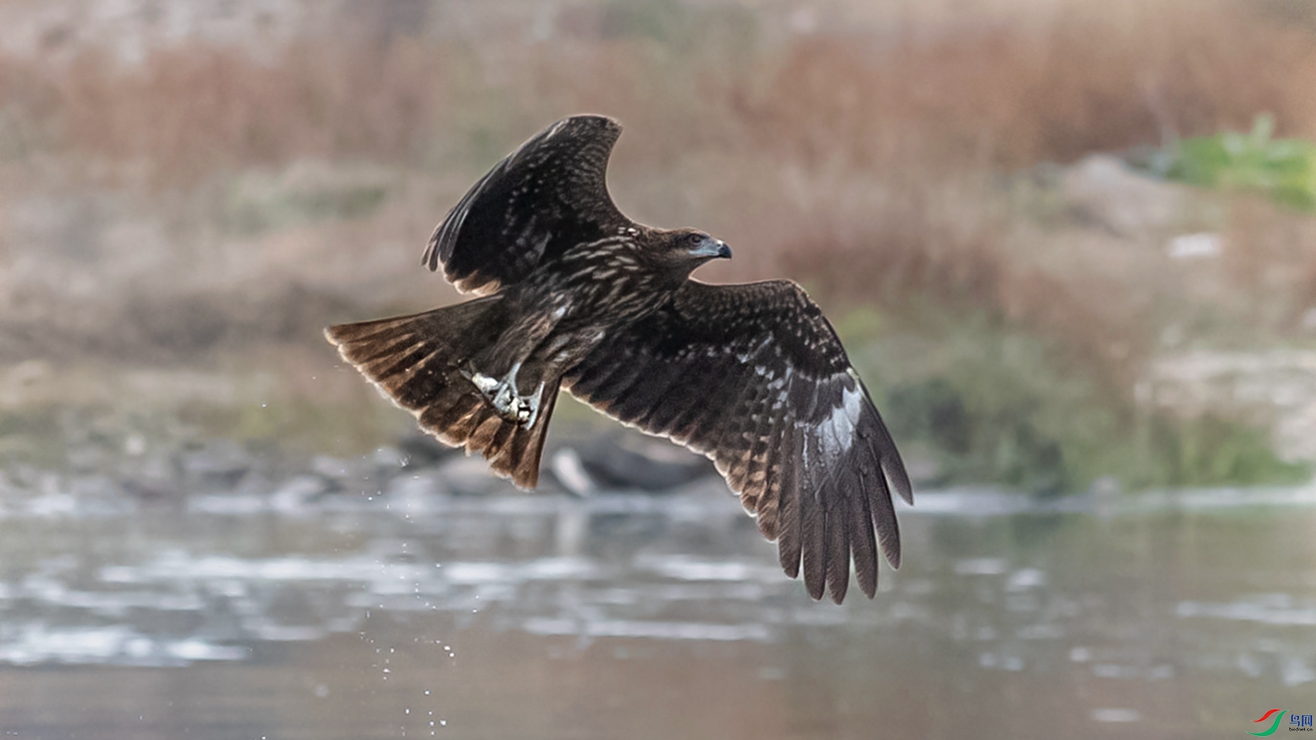 DSC_4542-1_����.jpg